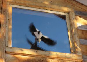 1 IMG_0893 (Nutcracker Wars Continue)