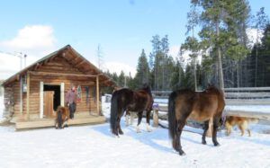 1 horse getting ready (Spring Solstice 2017)