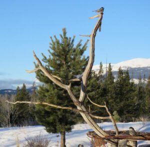 10 chickadee 1 (Nutcracker Wars Continue)