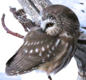 14 owl 3 (Nutcracker Wars Continue)