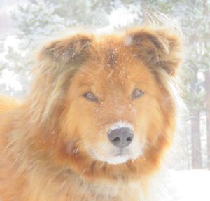 18 harry (February at Ginty Creek)