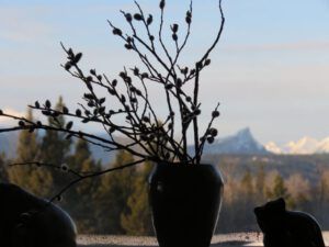 19a pussy willows (February at Ginty Creek)