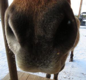 2 looking for treats (Spring Solstice 2017)