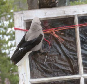 2 nutcracker at window (Nutcracker Wars Continue)