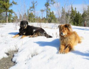 23 dogs (Spring Solstice 2017)