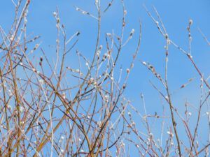 24 pussy willow (Spring Solstice 2017)