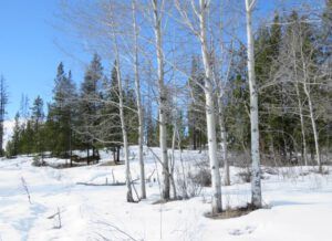 6 cold spring light (Spring Solstice 2017)