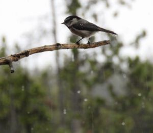 7 rain (February at Ginty Creek)