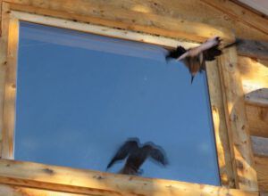 8 nutcracker kamikase 1 (Nutcracker Wars Continue)