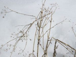 8 weed caligraphy (Spring Solstice 2017)