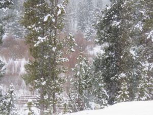 9 falling snow (Spring Solstice 2017)