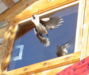 9 nutcracker kamikase best (Nutcracker Wars Continue)