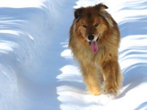 9a Harry on road (Spring Solstice 2017)