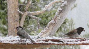 10 snow (The Geese Have Landed)