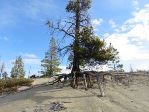 15b spider tree best (The Geese Have Landed)