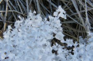 19 strange snow 2 (The Geese Have Landed)