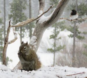 24 more snow, squirrel (The Geese Have Landed)