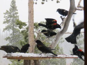 25 blackbireds fighting (The Geese Have Landed)