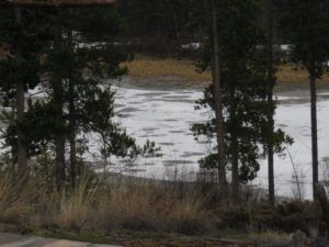 28b refrozen pond (The Geese Have Landed)
