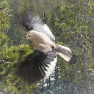 3 nutcracker (The Geese Have Landed)