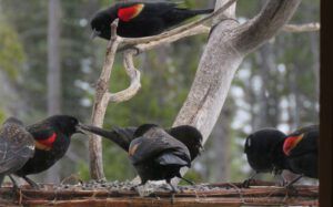 3a 20 blackbirds (The Geese Have Landed)