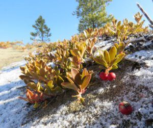 6 kinnikinnick berries (The Geese Have Landed)