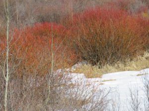 8b red willows (The Geese Have Landed)