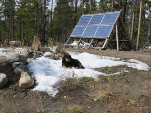 8c Badger in last of snow (The Geese Have Landed)