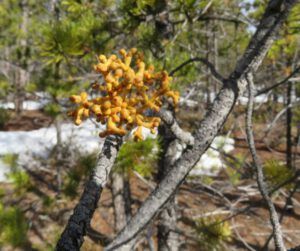 8c mistletoe (The Geese Have Landed)