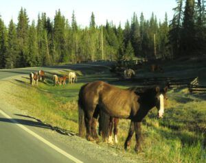 1 feral horses (Bella Coola End of May)