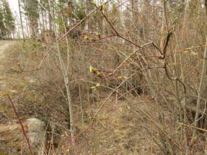 1 first leaves (We’ve Got Leaves!)