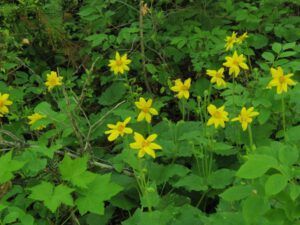 10 arnica (Bella Coola End of May)