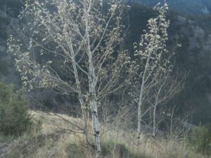 10 aspen catkins (Meanwhile….)