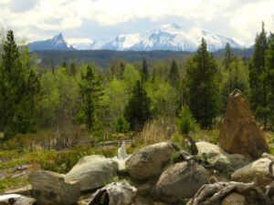 11 aspens leafing (We’ve Got Leaves!)