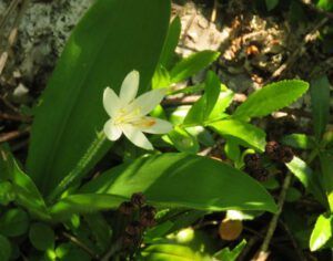 11 queenscup (Bella Coola End of May)