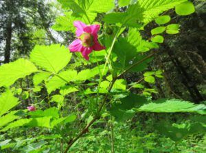 11 salmonberry (Bella Coola May 2017)