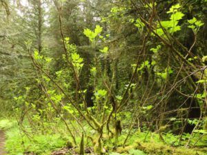 ‘s club (Bella Coola May 2017)