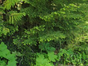 13 hemlock (Bella Coola End of May)