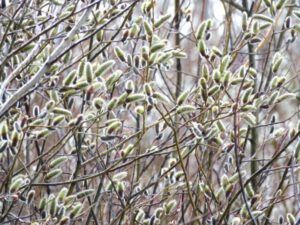 13 pussy willows blooming (Meanwhile….)