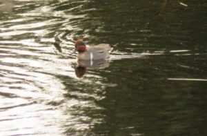 15 greenwinged teal (Meanwhile….)