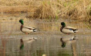 15a mallards (Meanwhile….)