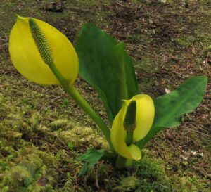 15a skunk cabbge (Bella Coola May 2017)
