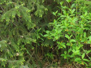 15b fir and twinberry (Bella Coola May 2017)