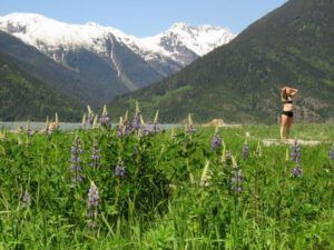 16 lupins (Bella Coola End of May)