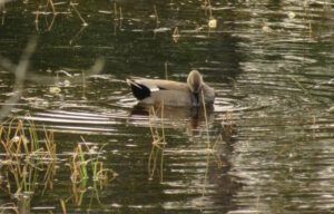 16a gadwall best (Meanwhile….)