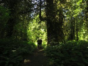 18 big trees 2 (Bella Coola End of May)