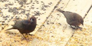 19b cowbirds best (Meanwhile….)