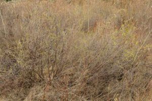 2 scrub birch (We’ve Got Leaves!)