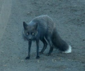 20 fox 2 (Bella Coola May 2017)