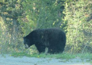 21 bear # 5 (Bella Coola End of May)